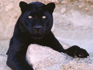 black-leopard_1024